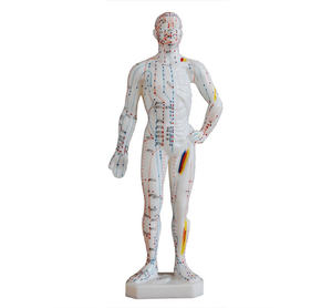 Modèle d'acupuncture éducatif pour l'enseignement du massage corporel humain (homme/femme) avec méridiens et points d'acupuncture, 26CM 46CM 48CM 50CM 60CM 70CM - Product Image 2