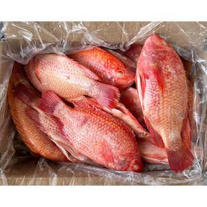 <span class=keywords><strong>Poisson</strong></span> Tilapia Rouge Congelé <span class=keywords><strong>de</strong></span> Qualité Supérieure, Tilapia <span class=keywords><strong>d</strong></span>'<span class=keywords><strong>Eau</strong></span> <span class=keywords><strong>Douce</strong></span> Fraîche Congelée - Product Image 4