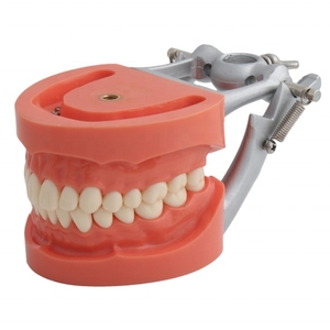 <span class=keywords><strong>Modello</strong></span> Dentale Approvato dalla Fabbrica con Denti Rimovibili, <span class=keywords><strong>Modello</strong></span> di Studio Standard con Gengiva Rossa Morbida per Scienza Medica CE/ISO - Product Image 3