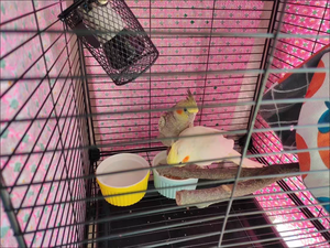 Émetteurs Céramiques Infrarouges Noirs Haute Performance E27 pour Lampes Chauffantes de Reptiles 25W/50W/75W/100W - Product Image 5