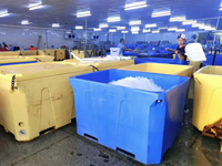 Boîte de transport pour poissons, bac de transport pour fruits de mer, bac à poissons