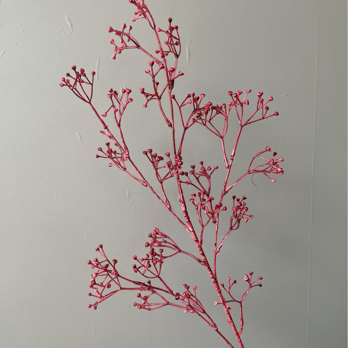 Pegamento rojo hierba estrella