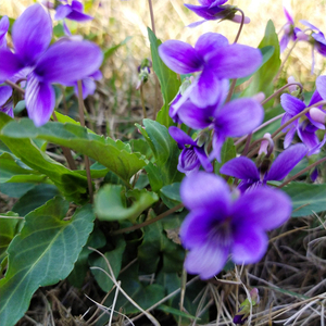 Оптовая продажа, сушеные сырые растения Виола yedoensis, натуральный Виола, Виола yedoensis, не экстракт для продажи - Product Image 2