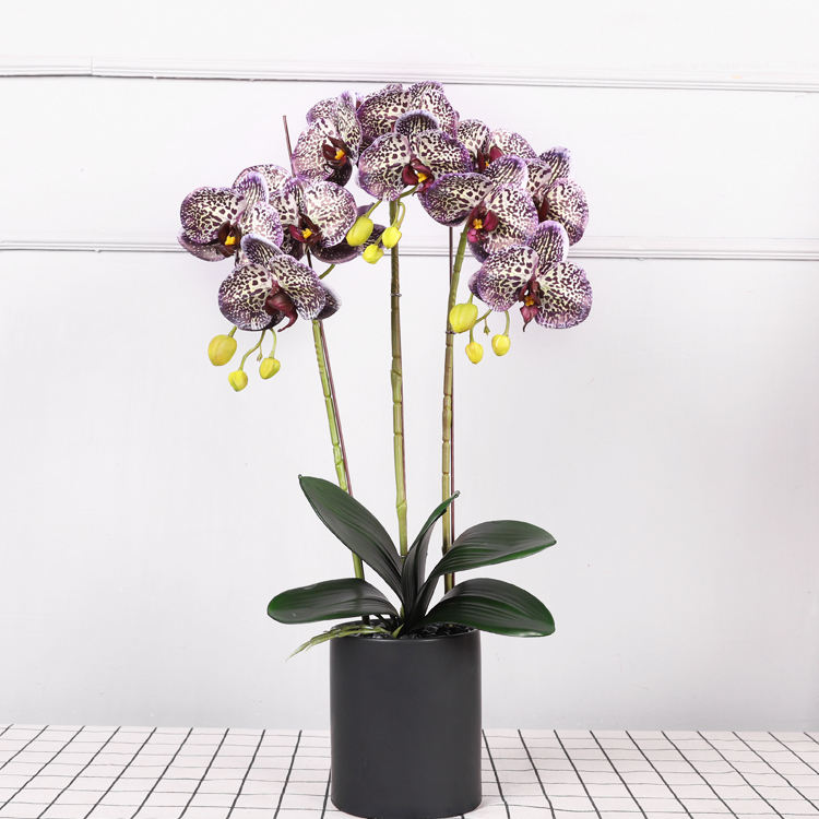 จุดสีม่วง