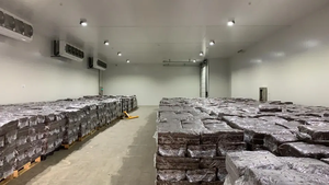 เห็ดกระดุมสีขาวสำหรับฟาร์มเห็ด - Product Image 3