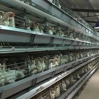 Cage à poulets en batterie de type H entièrement automatisée avec système de nettoyage automatique du fumier