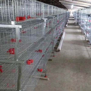 Cage automatique pour poulets de chair de poule en acier galvanisé à chaud vente en gros - Product Image 3