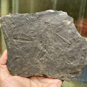Fósil de Trilobites Redlichia de Gran Tamaño, Espécimen Marino del Temprano Cambriano, Detallado y Fino, para Enseñanza de Geología, Exhibición Paleontológica de Escritorio - Product Image 6