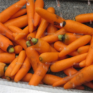 FengXiang MSTP-500 Machine à éplucher les légumes <span class=keywords><strong>automatique</strong></span> haute productivité pour l'ail, les pommes de terre, les carottes et les légumes racineux, avec fonction de lavage - Product Image 6
