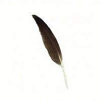 Plume de canard naturelle noire pour Arts artisanat bricolage coiffure chapeau cheveux Costume accessoire carnaval fête mariage maison Halloween décor