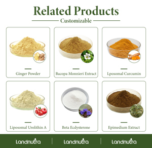 Tinh khiết bồ công anh chiết xuất từ rễ bột flavonoid giàu Hữu Cơ bồ công anh chiết xuất từ rễ bột - Product Image 4