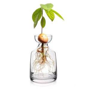 Jarrón de dos piezas para germinar semillas de aguacate - Cultive su propio árbol de aguacate. Maceta de vidrio única para amantes de la jardinería. Comience su cultivo. - Product Image 5