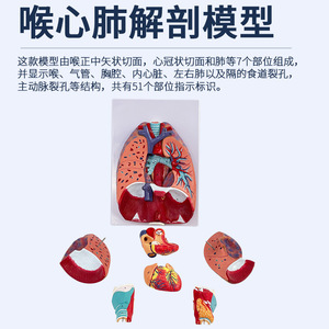 Modèle d'anatomie laryngée et cardio-pulmonaire humaine, modèle de segment pulmonaire et de trachée, modèle de cœur, anatomie laryngée, système respiratoire - Product Image 4