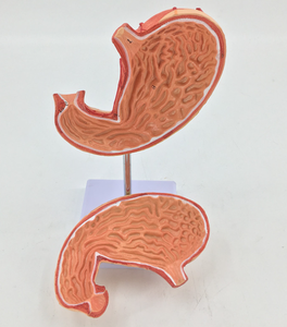 อวัยวะย่อยอาหารของมนุษย์แบบจำลองกายวิภาคของกระเพาะอาหารการสอนทางการแพทย์แบบจำลองกระเพาะอาหารมี2ส่วน - Product Image 4