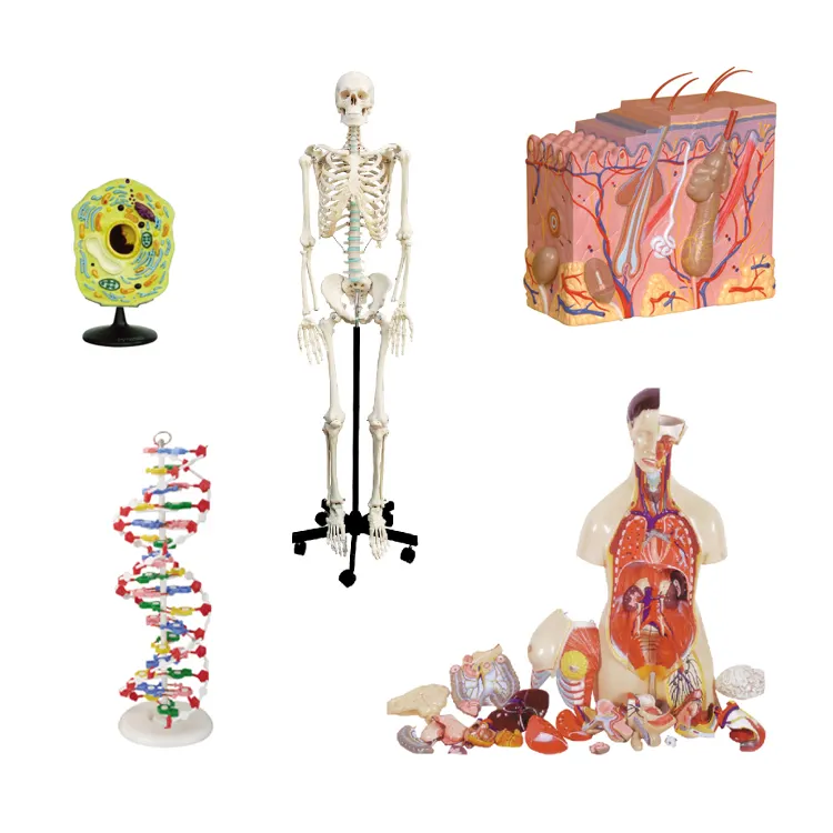 Modelli anatomici di scheletro umano animale della pianta del PVC di educazione medica biologica della scuola