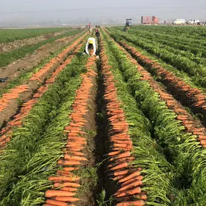 Haute qualité 2023 plus récent fournisseur de cultures congelées prix usine carotte fraîche biologique pour la vente en gros carotte fraîche pour l'exportation avec GAP