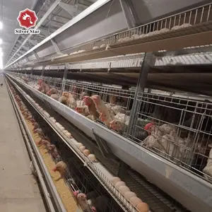 Battery Chicken Cages For Layers For Farms In Ghana