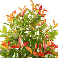 Plante artificielle de Photinia de 150 cm hautement recommandée, avec pot détachable, pour la décoration de hôtels de luxe et aménagements paysagers, durable, écologique, rouge