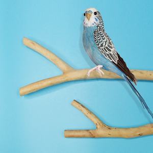 2-piece Set Interactive Wooden Staircase Bird Hanging Staircase <strong>Toy</strong> <strong>Parrot</strong> <strong>Parrot</strong> High-quality Supplier <strong>Toy</strong> - Product Image 5