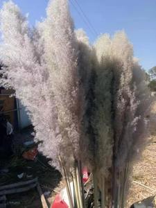 120 cm <span class=keywords><strong>Grand</strong></span> Flores De Naturel Herbe De Pampa <span class=keywords><strong>Grand</strong></span> Décor Herbe De Pampa <span class=keywords><strong>Grand</strong></span> Carburador Da Pampa Beige - Product Image 5