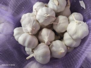 <span class=keywords><strong>Semilla</strong></span> <span class=keywords><strong>de</strong></span> <span class=keywords><strong>ajo</strong></span> fresco orgánico <span class=keywords><strong>de</strong></span> 6cm <span class=keywords><strong>de</strong></span> alta calidad, púrpura, blanco puro, Negro, Rojo, seco <span class=keywords><strong>de</strong></span> proveedor <span class=keywords><strong>Chino</strong></span>, mayorista <span class=keywords><strong>de</strong></span> sacos - Product Image 2