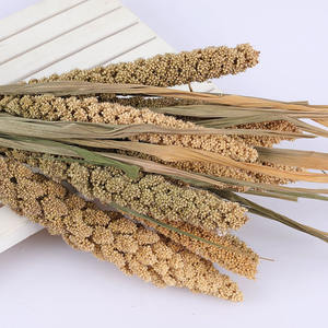 Épis <span class=keywords><strong>de</strong></span> millet séché naturel, tiges <span class=keywords><strong>de</strong></span> millet foxtail préservées pour la décoration intérieure, les loisirs créatifs, les accessoires photo et les arrangements floraux - Product Image 6