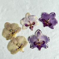 Bunga Phalaenopsis Kering Ukuran Kecil 3.5-4cm, Tren Terbaru, untuk Kerajinan Tangan DIY