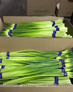 Nouvelle récolte de germes d'<span class=keywords><strong>ail</strong></span> frais de haute qualité chinois, tiges de germes d'<span class=keywords><strong>ail</strong></span> vert frais - Product Image 5