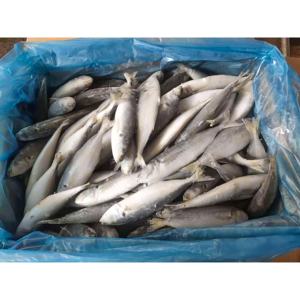 Pescado Congelado Taiseng a Bajo Precio, Cola Amarilla Entera, Tamaño 8-10, 10-12 piezas/kg - Product Image 3