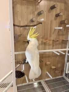 Su misura fatto a mano in legno intagliato casa di uccelli di lusso fantasia <span class=keywords><strong>pappagallo</strong></span> Villa Villa per Cockatiel Lovebird uso interno esterno - Product Image 3