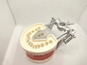 Modelo de Dientes Humanos Estándar para Enseñanza con Certificación CE, Modelo Anatómico de Mandíbula con 32 Piezas de Dientes, Ciencia Médica - Product Image 3