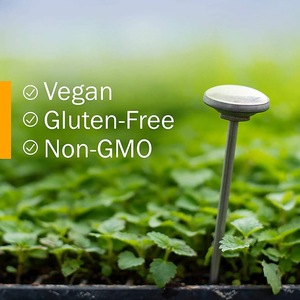 OEM Vegan Non-gm et sans Gluten supplément Mullein ail aux herbes huile d'<span class=keywords><strong>oreille</strong></span> Mullein ail gouttes pour <span class=keywords><strong>oreille</strong></span> - Product Image 2