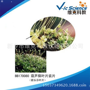 Moss leaf slides, plant and bryophyte specimens, animal and plant slices, teaching <b>microscope</b> slides - Product Image 5