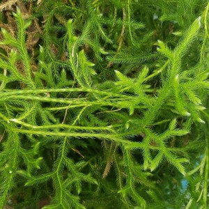 Club <strong>Moss</strong> Lycopodium Oil - Natural Muscle Comfort &amp; Post-Workout Recovery | Steam Distilled Herbal Relief for Active Lifestyles - Product Image 3