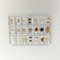 Spécimen d'insecte réel, coquillage marin, artisanat en résine, équipement expérimental pour l'éducation de la petite enfance
