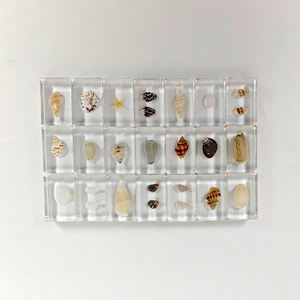 Spécimen d'insecte réel, coquillage marin, artisanat en résine, équipement expérimental pour l'éducation de la <span class=keywords><strong>petite</strong></span> <span class=keywords><strong>enfance</strong></span> - Product Image 4