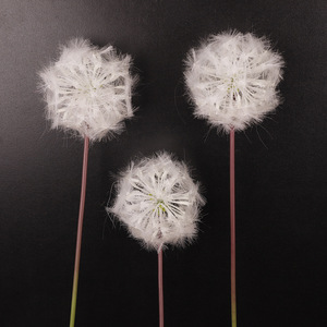 <b>Artificial</b> Dandelion <b>Flower</b> 183 <b>Large</b> 63 Small White Plastic Indoor Decor Wedding Props Home Decoration - Product Image 3
