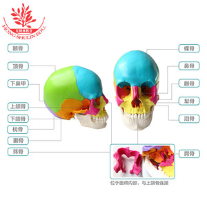Modèle de crâne coloré, modèle de crâne réaliste en 22 parties détachables pour l'art et la médecine. - Product Image 5