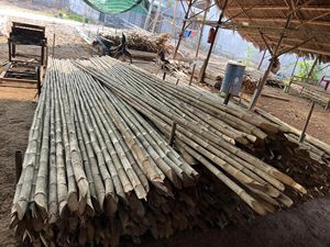 BAMBOU FRAIS DEMI TUBE BAMBOU SPLIT POLE BÂTONS DE BAMBOU AVEC PRIX BON MARCHÉ DE BLUE LOTUS FARM VIETNAM - Product Image 3