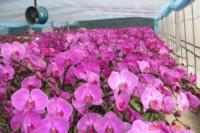 Différentes fleurs, telles que les Phalaenopsis, les orchidées