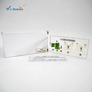 Spécimen d'enseignement de biologie, anatomie de Pieris Rapae en résine, histoire de vie du spécimen en résine, artisanat - Product Image 3