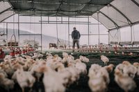 Serre Tunnel Avicole Monosapn Facile à Installer pour Élevage de Poulets de Ferme en Arrière-cour