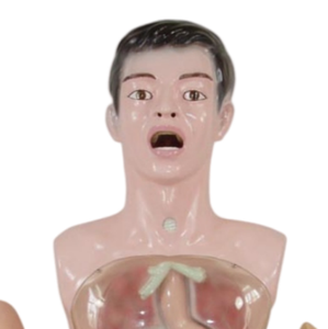 ADA 투명 PVC 해부학 모델 의학 위 세척 시연을위한 기본 실습 간호사 교육 모델 - Product Image 3