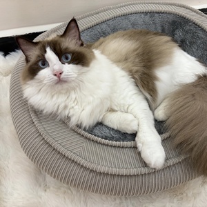 Köpek Yatağı Yıkanabilir Çıkarılabilir Kılıf Yuvarlak Oval Sıcak Kordonlu Kedi Yatağı Küçük Orta Boy Evcil Hayvanlar İçin Yuva - Product Image 5