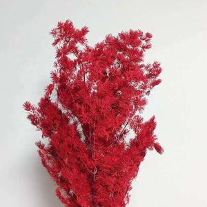 80g all'ingrosso fiori conservati asparagi myrioeladus decorazioni per la tavola di casa conservato felce Ming - Product Image 2