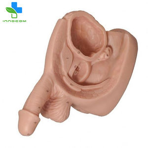 Modelo Anatómico de Órganos Genitales Masculinos Internos y Externos de Plástico para Ciencias Médicas y Enfermería - Product Image 4