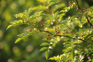 TW Zanthoxylum Piperitum PDRN, Materia Prima Cosmética Derivada de Plantas, Extracto de Polinucleótido de Pimienta Coreana para Calmar la Piel - Product Image 3