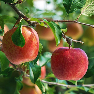 Pommes Fuji fraîches, Manzana Fresca, pomme rouge, <span class=keywords><strong>fruit</strong></span> frais, pomme Fuji chinoise - Product Image 4