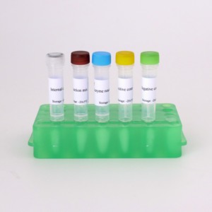 Brucella spp. Kit de Detección de PCR en Tiempo Real - Product Image 2