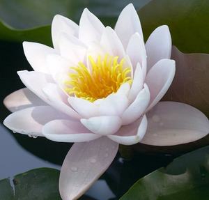 B Cones en rouleaux bleus/verts pour Petal Cones, avec embouts en bois et en verre, Édition limitée raraite, 100% naturel, Luxe, Fabrication manuelle, Fourniture en vrac directe usine Uttar - Product Image 3